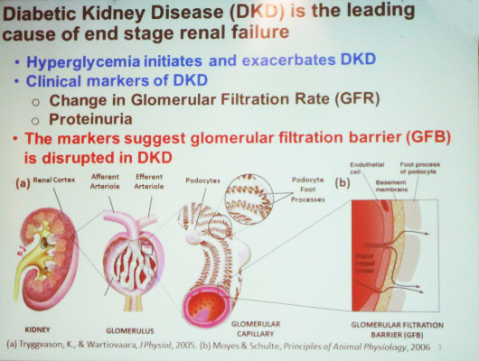 Hyperglycemia initiates and exacerbates diabetic kidney disease, the primary cause of end-stage renal failure. Image credit: Ashlee Ford Versypt, LS16 minisymposium presentation.