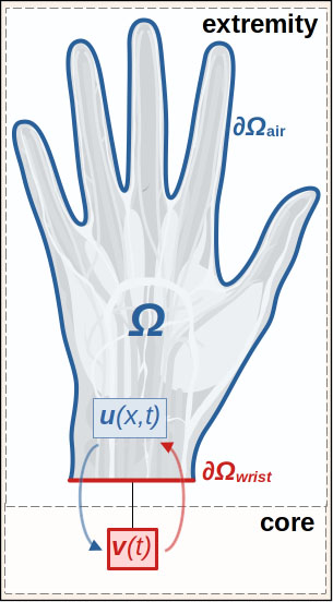 <strong>Figure 4.</strong> Domain \(\Omega\) for \((5)\) and \((6)\), where boundary \(\partial\Omega=\) \(\partial\Omega_\textrm{air}\cup\partial\Omega_\textrm{wrist}\) respectively represents the portions of \(\partial\Omega\) that are exposed to air or attached to the rest of the body. The red arrow indicates the flow of warm blood to the hand, while the blue arrow shows the return of cooled blood to the core. Figure courtesy of the authors.