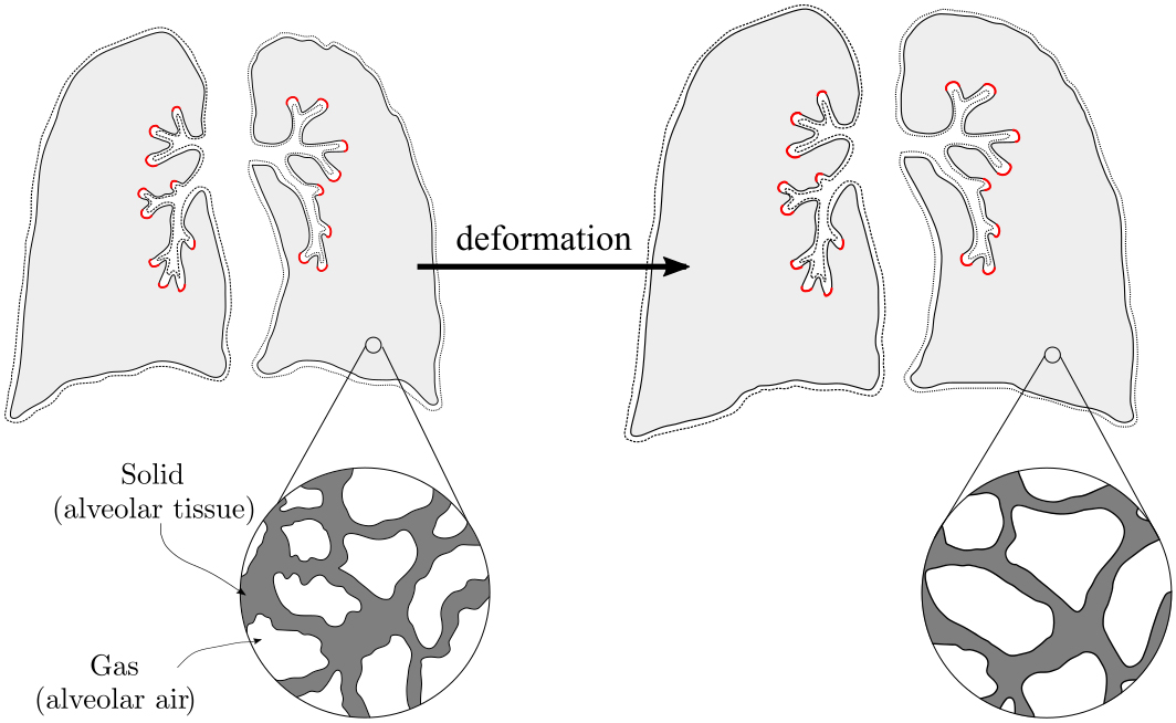 <strong>Figure 2.</strong> Multiscale model of lung poromechanics. The fine scale considers the alveolar microstructure, which is governed by balance laws and gas-tissue interaction. Figure adapted from [2].