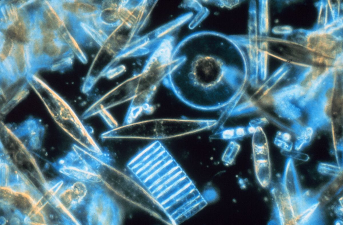 <strong>Figure 1.</strong> Many species of plankton, comprised of minuscule plants and animals, successfully coexist in the ocean despite competing for the same food sources. Public domain image.