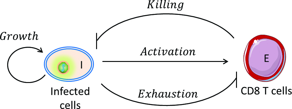<strong>Figure 1.</strong> The dynamical motif that underlies the outcomes of infection. Figure courtesy of Narendra Dixit.