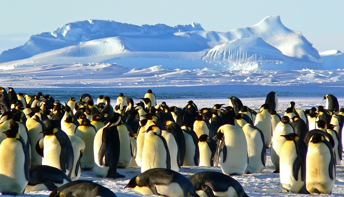<strong>Figure 1.</strong> Emperor penguins exhibit huddling behavior to protect themselves from the wind and other elements. Public domain figure courtesy of the <a href="https://www.news.uct.ac.za/article/-2017-03-06-penguins-on-the-move-in-a-warming-world" targe="_blank">University of Cape Town</a>.