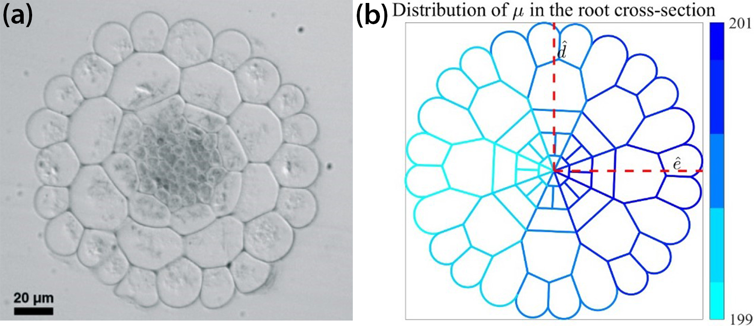 <strong>Figure 3.</strong> The root cross section as a network of cell wall segments, and a mechanical model that features heterogeneous cell wall stiffness. <strong>3a.</strong> Microscope image of a root cross section. <strong>3b.</strong> Idealized cross section with a lateral gradient in cell wall stiffness \((\mu)\).  Figure 3a courtesy of [4], and Figure 3b courtesy of Galane Luo.