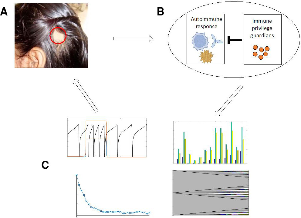 <strong>Figure 1.</strong> Schematic representation of the interdisciplinary nature of disease modeling. <strong>1a.</strong> Observational studies of disease presentation lead to causal hypotheses and potential therapies. <strong>1b.</strong> These hypotheses and therapies then lead to mathematical models that make specific predictions. <strong>1c.</strong> These predictions address key processes’ effects on symptoms the way in which one can parameterize and analyze predictive models, and potential directions for clinical interventions. Practitioners in turn utilize them in clinical settings. Figure components courtesy of [1, 3, 4, 10].
