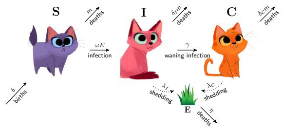 <strong>Figure 1.</strong> This image depicting the transfer of <em>Toxoplasma gondii</em> between cats and the environment was featured in a 2018 <i>SIAM Undergraduate Research Online</i> (SIURO) article by Emily Kelting. Figure courtesy of [1].