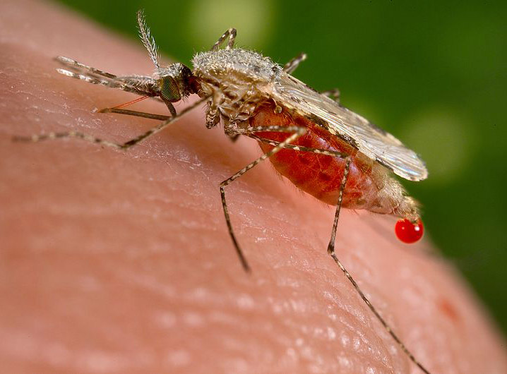 Female Anopheles mosquitoes transmit malaria, which is caused by the one-celled Plasmodium parasite, through biting. Image credit: Wikimedia Commons.