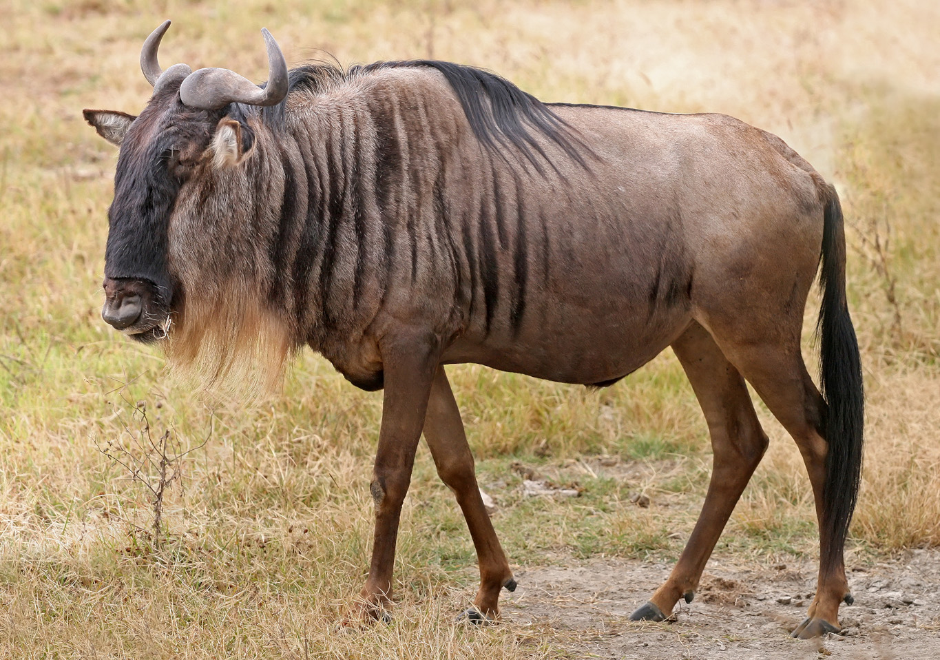 <strong>Figure 1.</strong> A blue wildebeest—a large African herbivore that lives in herds that might stretch for many kilometers—at the Ngorongoro Crater in Tanzania. Figure courtesy of Muhammad Mahdi Karim via <a href="https://en.wikipedia.org/wiki/File:Blue_Wildebeest,_Ngorongoro.jpg" rel="noopener noreferrer" target="_blank">Wikimedia Commons</a>.