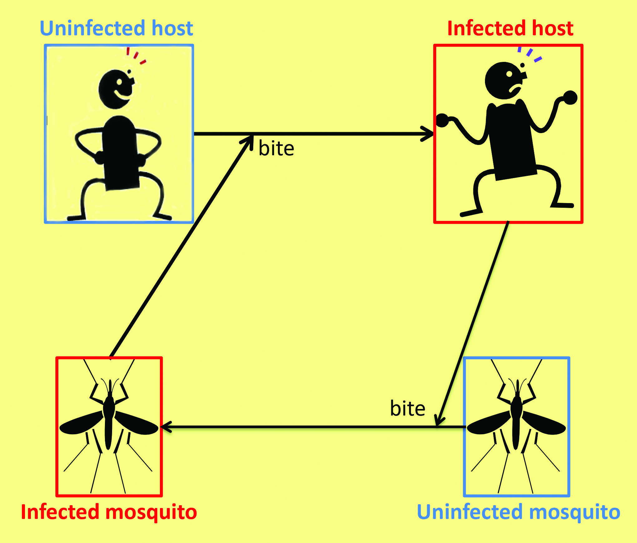 <strong>Figure 1.</strong> The mosquito-human transmission cycle. An infectious mosquito bites  a susceptible,  uninfected human and transmits  the virus  via  saliva. Once the  human become infectious (usually accompanied by symptoms), the human  can transmit the  pathogen to  an uninfected mosquito via the blood the mosquito ingests.
