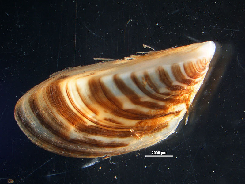 Since its introduction to North America in 1986, the zebra mussel has invaded several large rivers, overtaking native species and disrupting ecosystems. Image credit: Wikimedia Commons.