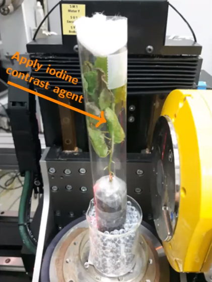 <strong>Figure 1.</strong> A sample of the tree <em>Populus tremula</em> inside a micro-CT scanner. Figure courtesy of Tatiana Bubba.