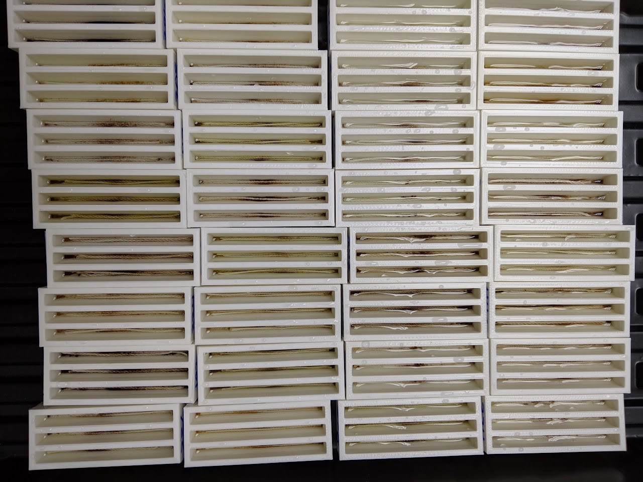 <strong>Figure 2.</strong> Trays of kelp gametophytes. Figure courtesy of <a href="https://www.giantkelpbreeding.com/" rel="noopener noreferrer" target="_blank">www.giantkelpbreeding.com</a>.