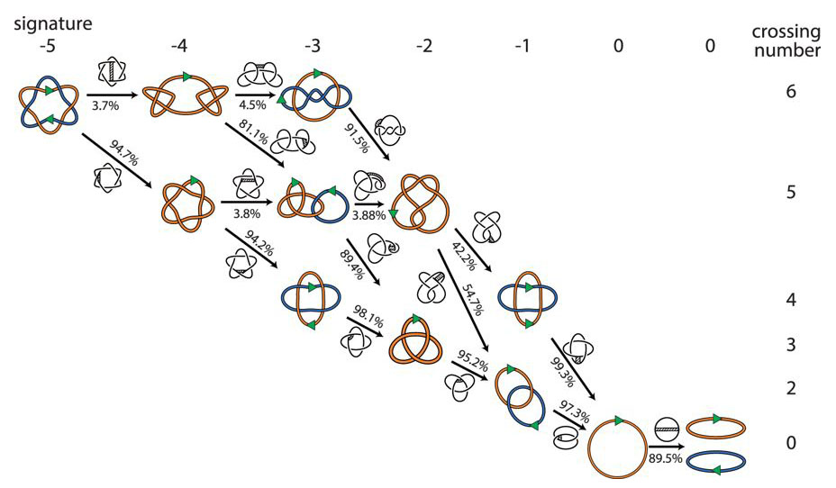 &lt;strong&gt;Figure 3.&lt;/strong&gt; All of the possible steps to unlink a link of type 6&lt;sup&gt;2&lt;/sup&gt;&lt;sub&gt;1&lt;/sub&gt; (upper left corner), assuming that each step simplifies the link or knot. The numbers represent the probability of the corresponding steps, based on Monte Carlo simulations; this demonstrates that the shortest possible path (from the top left to bottom right) is also the most likely. Figure courtesy of [2].