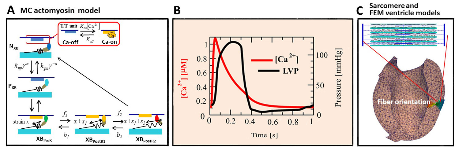 <strong>Figure 1.</strong> Multiscale modeling. <strong>1a.</strong> MC model of the actomyosin complex. The contraction force is contributed by three attached states (<em>XB<sub>PreR</sub>, XB<sub>PostR</em><sub>1</sub>, and <em>XB<sub>PostR</em><sub>2</sub>). The transitions between <em>N<sub>XB</sub></em> and <em>P<sub>XB</sub></em> are influenced by the states of the <em> T / T </em> unit above the myosin head through the coefficients <em>K<sub>np</sub>,K<sub>pn</sub></em> and the states of the neighboring myosins through the cooperative factors <em> 	&amp;#947;<sup>n</sup>, &amp;#947;<sup>-n</sup></em> (<em>&amp;#947;</em>=40). <strong>1b.</strong> Transients of the averaged Ca<sup>2+</sup> concentration over the ventricle (red line) and the left ventricular pressure (LVP) (black line). <strong>1c.</strong> Sarcomere model composed of actomyosin complexes and FEM ventricle model showing the twisted fiber orientations along the transmural line. Figure credit: Takumi Washio.