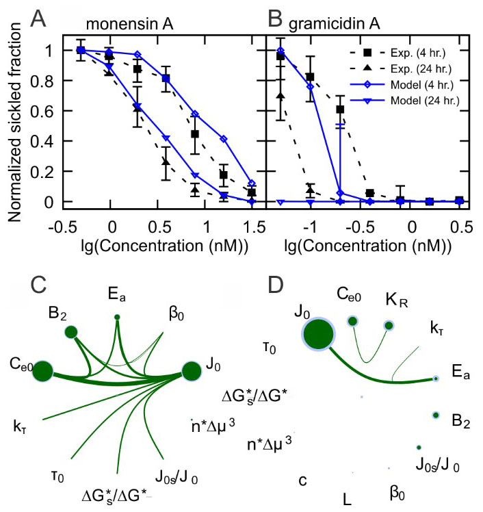 &lt;strong&gt;Figure 2.&lt;/strong&gt; Selection of critical parameters via global sensitivity analysis. &lt;strong&gt;2a&lt;/strong&gt; and &lt;strong&gt;2b.&lt;/strong&gt; The fraction of sickled red blood cells (RBCs) decreases with increased dosage of anti-sickling agents monensin A (2a) and gramicidin A (2b). Blue curves represent our simulation results and black curves denote the experimental results reported in [4]. Squares and diamonds correspond to four-hour incubations, and triangles correspond to 24-hour incubations. &lt;strong&gt;2c&lt;/strong&gt; and &lt;strong&gt;2d.&lt;/strong&gt; Global parametric sensitivity analysis on the kinetic quantities with model inputs following an &lt;em&gt;in vitro&lt;/em&gt; study (2c) [4] and an &lt;em&gt;in vivo&lt;/em&gt; study (2d) [11]. The diameter of the green circles is the first-order sensitivity index of each parameter. The blue ring surrounding the green circles represents the sensitivity index’s 95 percent confidence interval. The line thickness between two parameters indicates the second-order sensitivity index of each two-parameter pair. Figure adapted from [8].