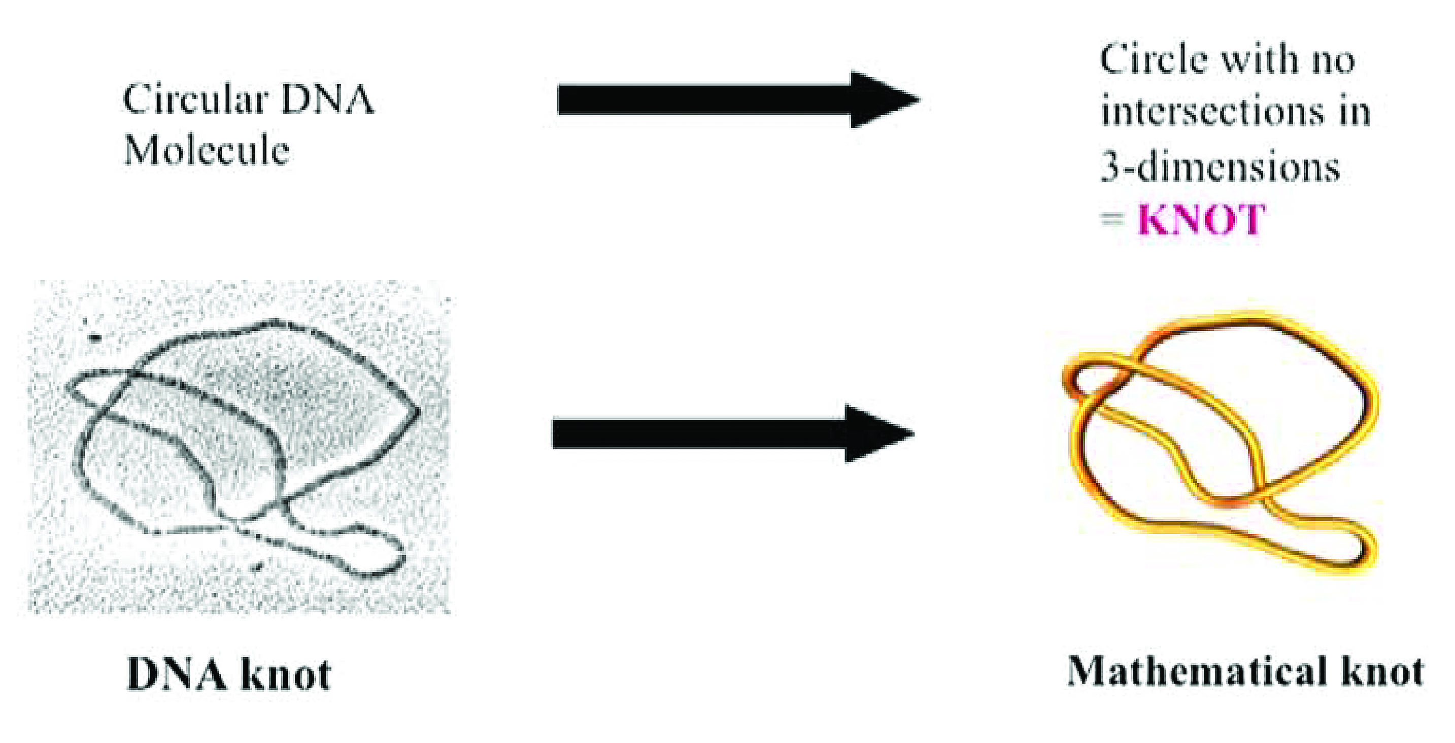 &lt;strong&gt;Figure 1.&lt;/strong&gt; One can model a circular DNA molecule as a mathematical knot. Figure courtesy of Mariel Vazquez.