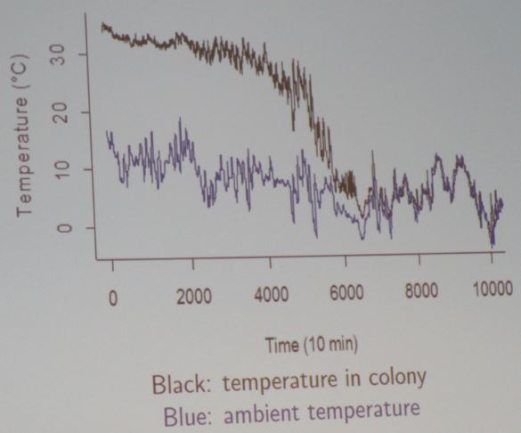 <strong>Figure 1.</strong> Comparison of temperature in the colony versus ambient temperature. When colony temperature surpasses a certain threshold, the entire colony collapses and dies.