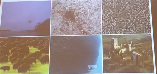 Biological aggregations abound in nature