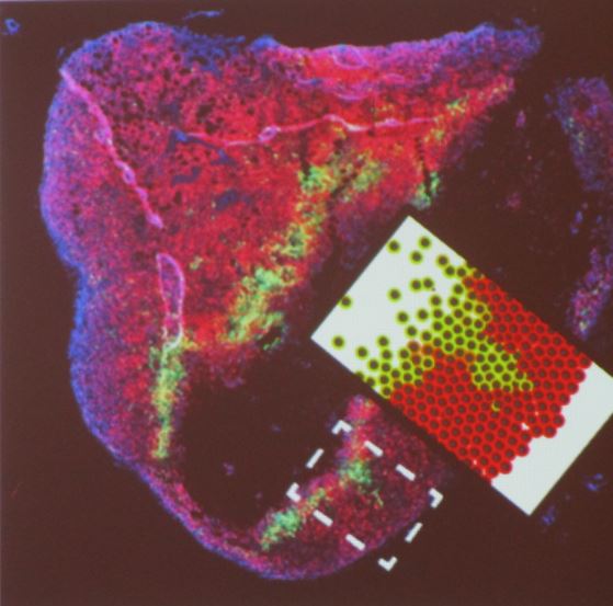 PhysiCell simulations reveal the growth of a hypoxic plume.