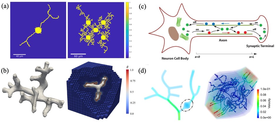 <strong>Figure 1.</strong> Simulation results of physics-based modeling. <strong>1a.</strong> Two-dimensional phase-field simulation of single and multiple neuron growth. <strong>1b.</strong> Branched neuron growth and locally refined truncated hierarchical B-splines in the three-dimensional domain. <strong>1c.</strong> Motor assisted transport model. <strong>1d.</strong> Simulation results of a neurite tree with microtubule swirls in a local swelling region (black dashed circle) as visualized in the velocity streamlines. Figure courtesy of [4, 5, 7, 10].
