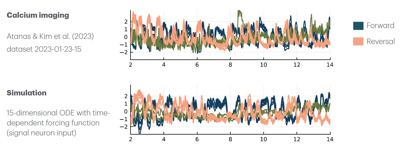 <strong>Figure 2.</strong> Simulated model results were compared with whole-brain calcium imaging experimental results from [1]. Forward neurons are shown in blue and reverse are shown in yellow. Figure courtesy of Megan Morrison. 