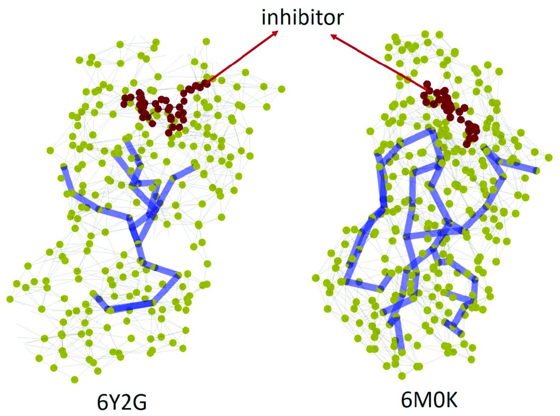 <strong>Figure 3.</strong> Illustration of the shortest paths between the most perturbed pairs of amino acids (AAs) in the main protease (M<sup>pro</sup>), bounded to two inhibitors of different potency. 6Y2G is the least powerful inhibitor and 6M0K is the most powerful inhibitor. Figure courtesy of Ernesto Estrada.
