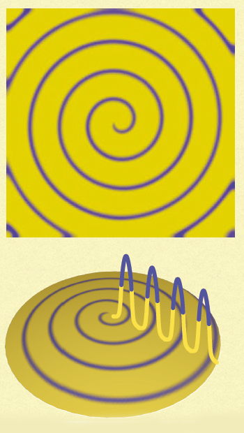 <strong>Figure 4.</strong> Wave peaks travel outward from the source at varying rates in one-dimensional spiral waves. Image courtesy of [3].