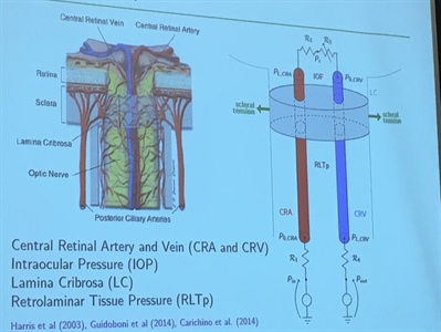 Overview of multiscale model for retinal hemodynamics.
