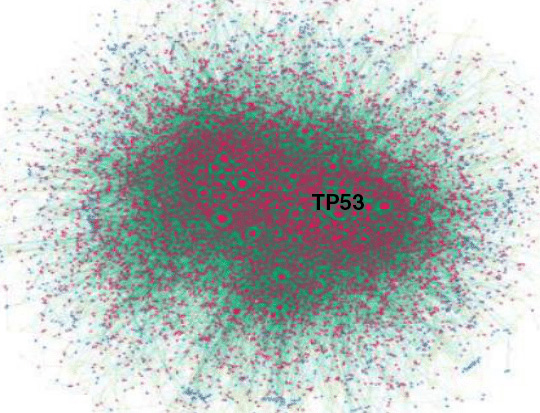 <strong>Figure 2.</strong> Pre-treatment network of the gene expression of 58 cell lines. The network consists of 8,240 nodes (genes) and 67,235 edges. TP53 (with very high absolute curvature) seems to define a key subnetwork within the overall cancer network. Figure courtesy of [5].
