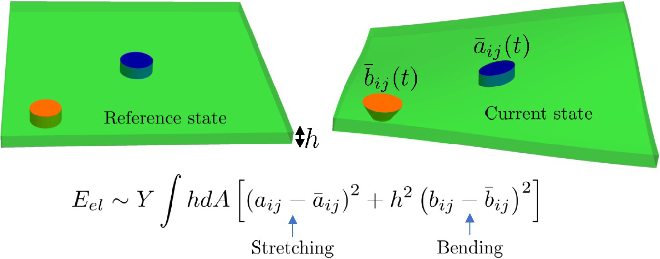 <strong>Figure 1.</strong> Growth in a thin elastic shell, such as a leaf. The rest metric captures growth variation in the mid-plane of the shell, while the rest curvature tensor captures variations along the thickness. The equation gives the shell’s elastic energy due to deviation from the rest metric and curvature tensors. Figure courtesy of the author.