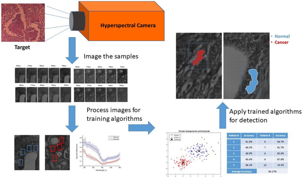 <strong>Figure 1.</strong> Workflow for hyperspectral imaging and training. Figure courtesy of [1].