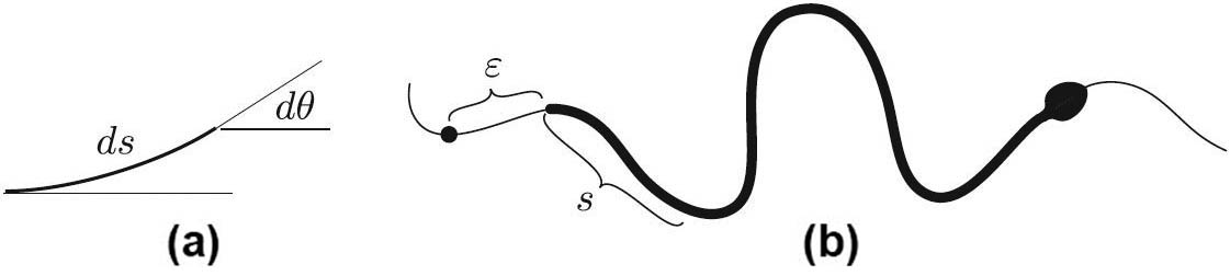 <strong>Figure 4.</strong> For this snake, \(\tau(s)\) does not change as the snake bends or unbends. <strong>4a.</strong> The potential energy of the element \(ds\) is \(-\tau d\theta\). <strong>4b.</strong> The snake advances by \(\varepsilon\) along the channel.