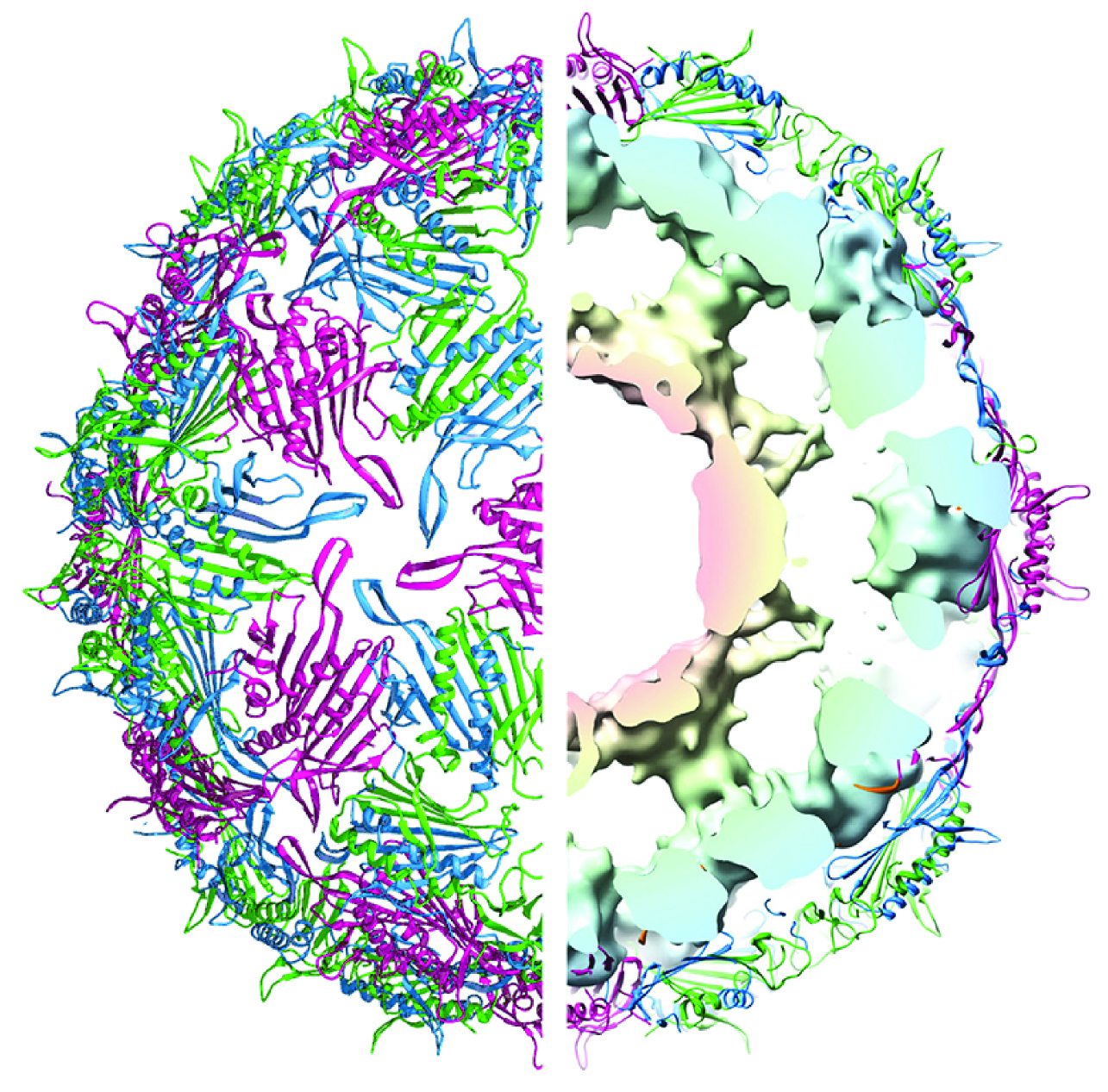&lt;strong&gt;Figure 3.&lt;/strong&gt; The MS2 capsid is shown from the outside (left half), and as a cross-sectional view revealing ordered RNA density (right half) based on results in [5]. Our Hamiltonian path corresponds to the outer ring of RNA density in proximity to capsid. Image credit: Richard Bingham, adapted from a figure in [5] by James Geraets.