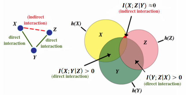 X, Y, and Z are three random variables whose interdependences are represented by a three-node directed network. Solid edges indicate direct dependence, whereas the dashed edge represents indirect dependence. The Venn diagram shows direct and indirect mutual information interactions of these variables. Direct interactions (dark green area) have significant mutual information, between X and Y, given Z, and between Y and Z, given X, for example; on the other hand, proper conditioning enables one to “filter out” indirect interactions (small red area), which are those interactions characterized by having mutual information that disappears upon conditioning, between X and Z, given Y, for example. Figure credit: Amila Sudu Ambegedara, Jie Sun and Erik Bollt.
