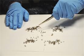 The creation of sterile mosquitoes to curtail and eradicate mosquito populations presents an alternative strategy to the excessive use of insecticides.
