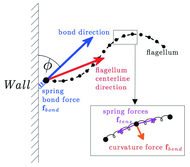 &lt;strong&gt;Figure 3.&lt;/strong&gt; Model of flagellar adhesion to a planar wall. Image credit: [1].