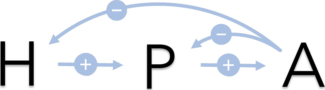 <strong>Figure 1.</strong> Schematic of hormone production stimulation in the hypothalamus-pituitary-adrenal (HPA) axis. Figure courtesy of Rosie Evans.