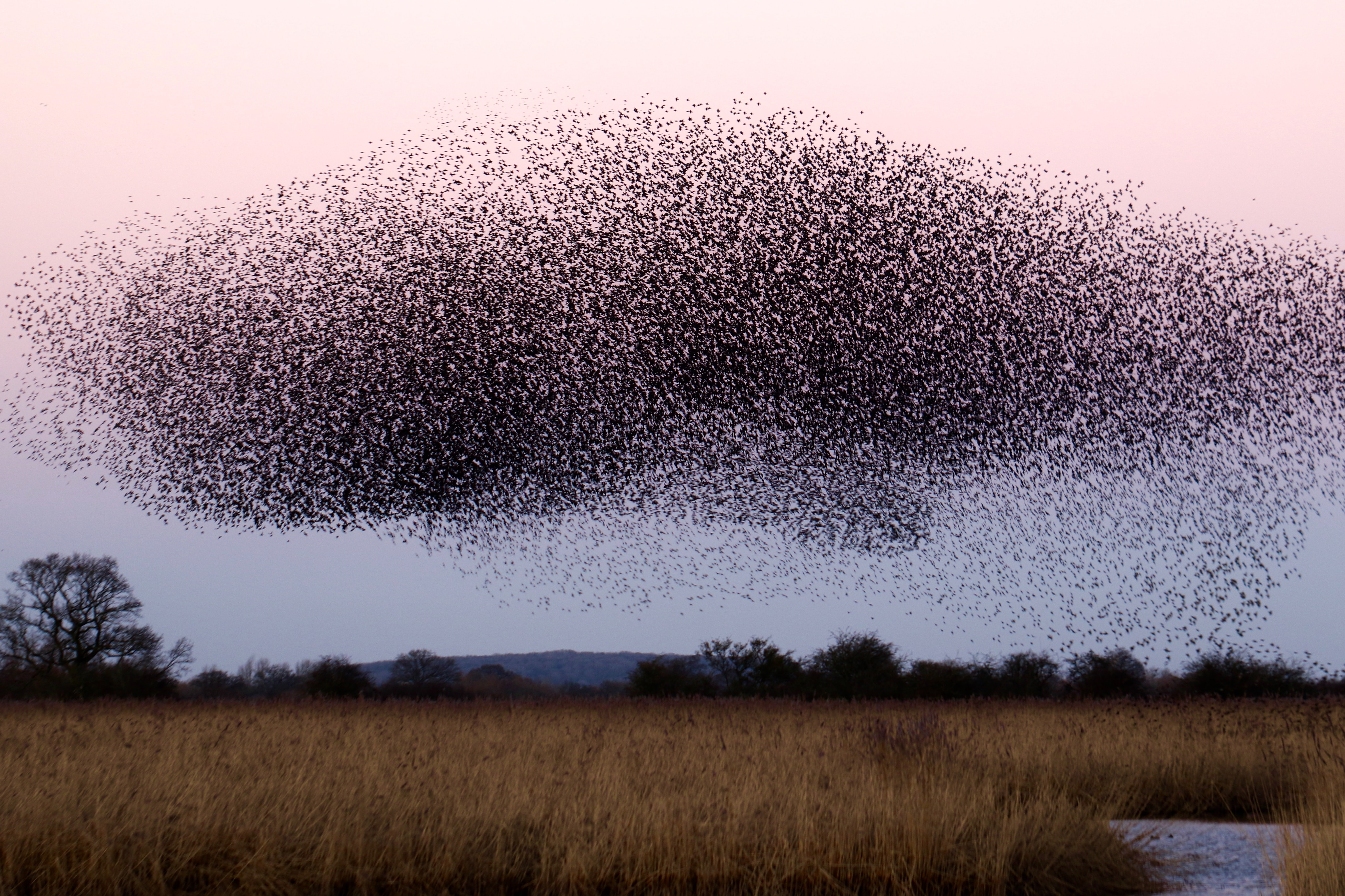 <strong>Figure 1.</strong> Large flocks of European starlings can stay together even when parts of the flock have different velocities and densities. Image courtesy of <a href="https://unsplash.com/photos/b7MZ6iGIoSI" rel="noopener noreferrer" target="_blank">James Wainscoat on Unsplash</a>.
