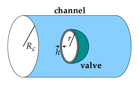 <strong>Figure 1.</strong> Geometry for an umbrella-like valve within a larger fluid-filled cylindrical channel, defining the quantities used in the theoretical model for the system.