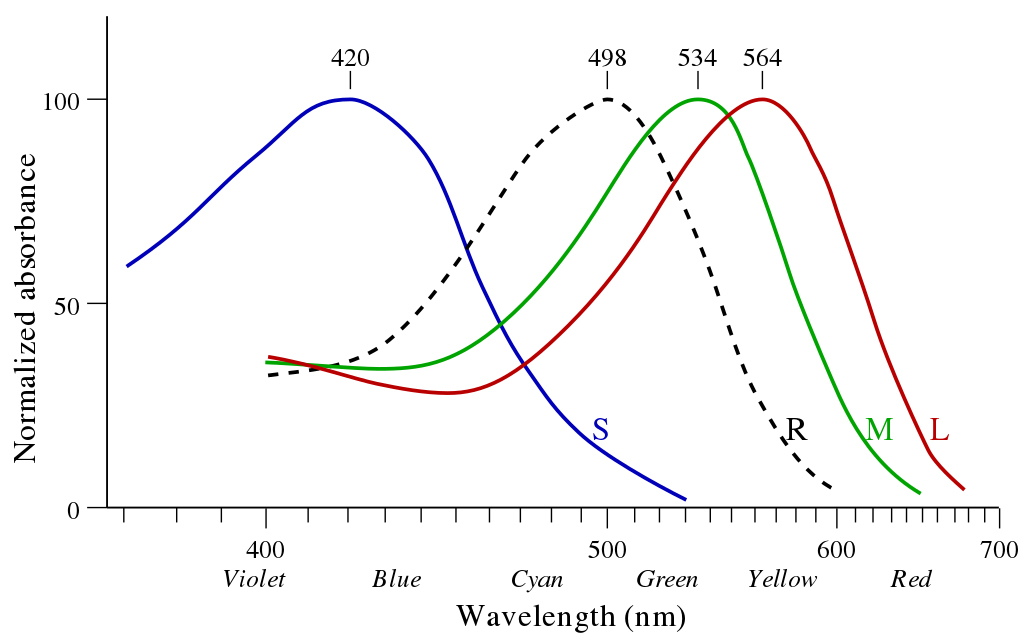 <strong>Figure 1.</strong> Response curves for the cones on the retina most sensitive to short (blue), medium (green), and long (red) wavelengths, respectively. Image credit: Wikimedia Commons.