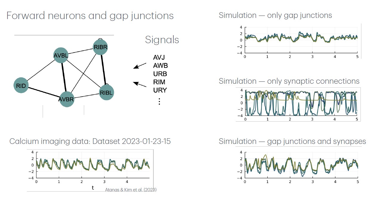 <strong>Figure 3.</strong> Simulated model results were compared with experimental results from [1], which were obtained from whole-brain calcium imaging of 15 neurons for forward movement, gap junctions, and synapses. Figure courtesy of Megan Morrison.