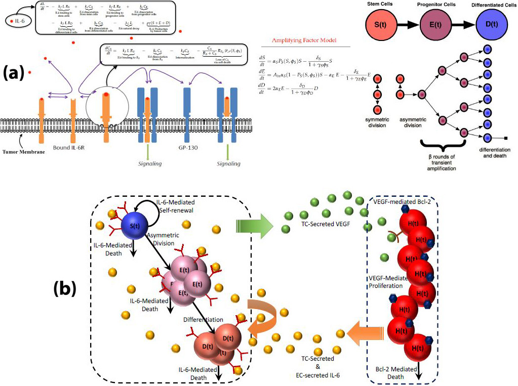 <strong>Figure 2.</strong> Schematic representation of the model’s different scales. <strong>2a.</strong> Molecular- and cellular-level details of IL-6’s impact on cancer stem cell (CSC)-driven tumor growth. <strong>2b.</strong> Molecular- and cellular-level details of endothelial cell (EC)–tumor cell (TC) crosstalk: TC-secreted vascular endothelial growth factor stimulates EC proliferation and survival. EC- secreted IL-6 enhances proliferation and survival of tumor cells. Figure 2a courtesy of [4], 2b courtesy of [3].
