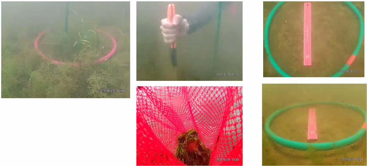 <strong>Figure 2.</strong> The process of data collection to parametrize the watermilfoil model. Students drop hula hoops weighed down with sand on the bottom of Norwood Lake and secure them with tent pegs, then pull out of the biomass out of the hooped region. Later, they return to measure the extent that the watermilfoil has regrown.