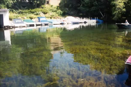 <strong>Figure 1.</strong> A large growth of invasive watermilfoil beneath the surface of a lake.