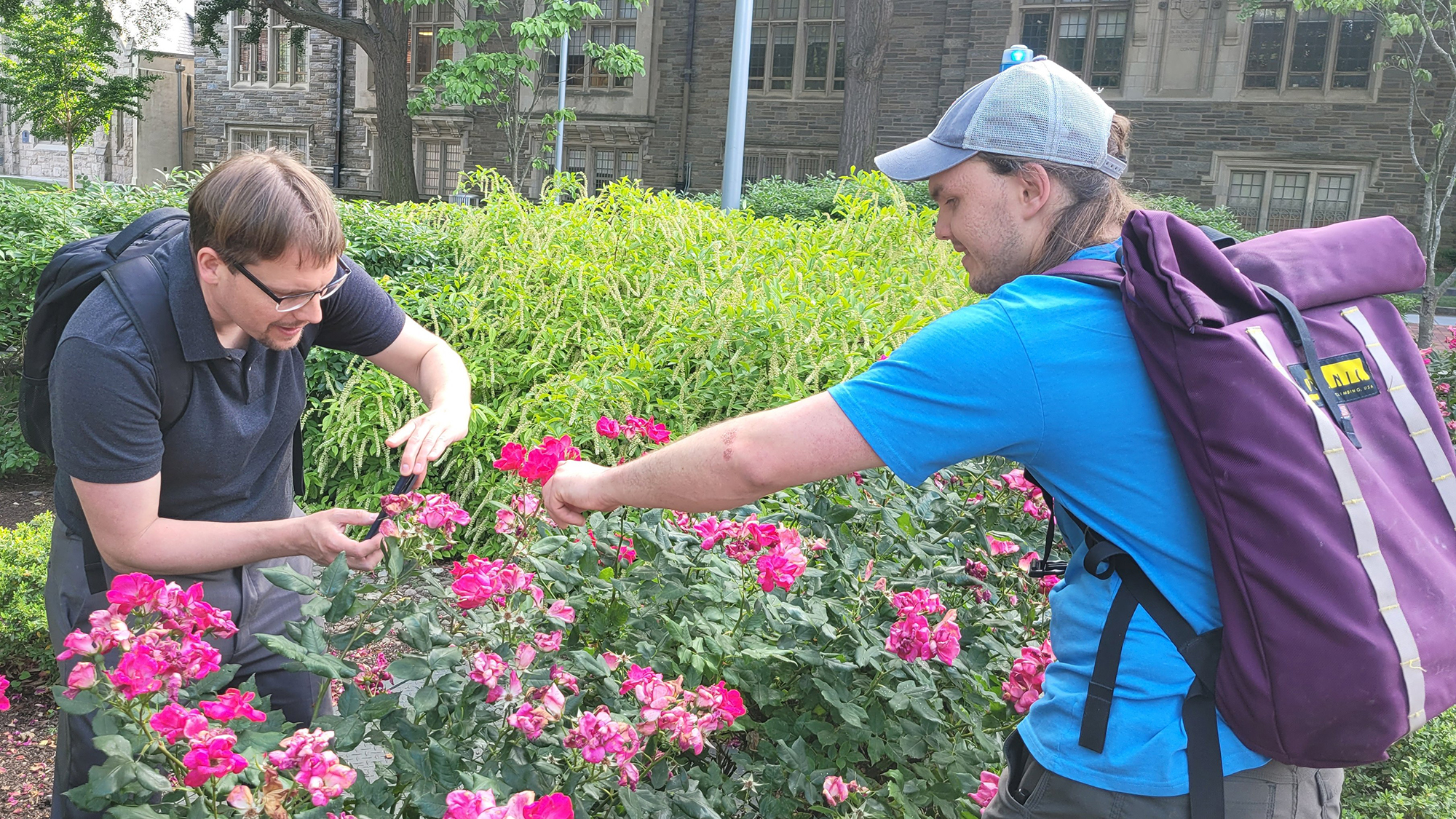 <strong>Figure 2.</strong> Benjamin Seibold (left) and Jacob Woods document spotted lanternfly nymphs on the Temple University campus. Photo courtesy of Fatma Betul Seker of Temple University.