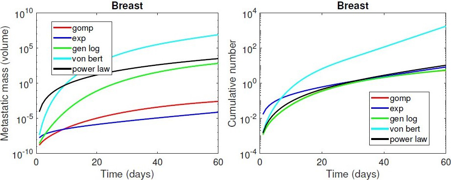 <strong>Figure 2.</strong> Metastatic mass and cumulative number of metastases over time for a numerical simulation in the breast tumor case. Figure courtesy of Iulia Martina Bulai.