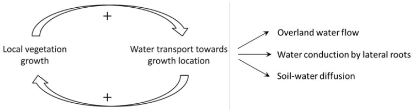 &lt;strong&gt;Figure 2.&lt;/strong&gt; A general positive feedback loop that drives vegetation pattern formation. An incidental location of denser vegetation draws more water from its surroundings through various water-transport mechanisms, including overland water flow, water conduction by laterally-spread roots, and soil-water diffusion. The enhancement of water transport as vegetation grows denser is related to the development of infiltration contrast (higher in denser vegetation) and the positive correlation between shoot growth and root growth. The extra water contribution that dense vegetation receives helps it grow even denser and draw increasingly more water from surrounding areas, making the vegetation in those areas sparser and favoring the formation of vegetation patterns. Further details are available in [1].