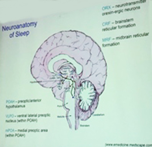 Neuroanatomy of sleep. Image credit: Pamela Pyzza, LS16 presentation.