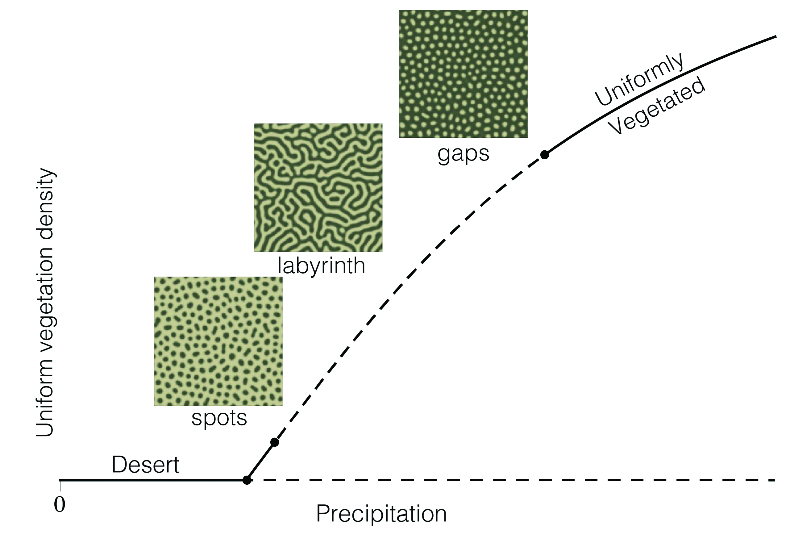 &lt;strong&gt;Figure 2.&lt;/strong&gt; Uniform vegetation equilibria of the model by von Hardenberg et al. [5] plotted as a function of precipitation, with patterned solutions shown in insets. Image credit: Karna Gowda.