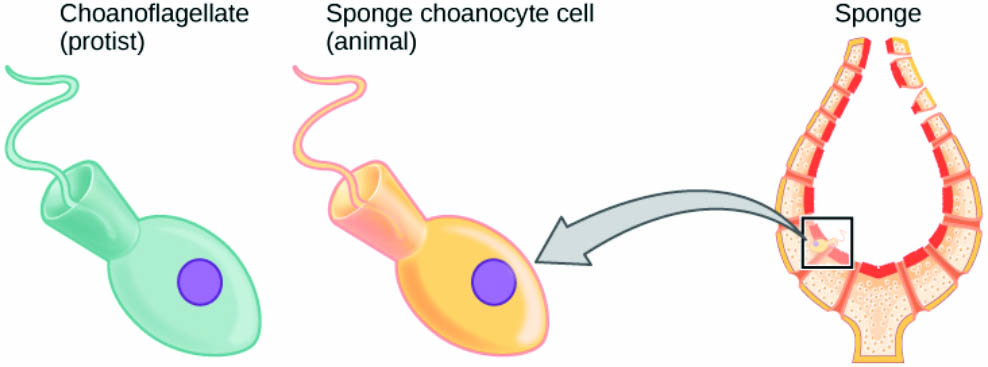 <strong>Figure 2.</strong> A choanoflagellate cell’s morphological similarity to a sponge cell shows a probable evolutionary connection. Both types of cells have a flagellum that is surrounded by a collar of hair-like cilia, which help capture food. Understanding the flagella’s operation could elucidate the reason that sponges took up communal life hundreds of millions of years ago. Figure courtesy of Mary Ann Clark, Jung Choi, and Matthew Douglas under Creative Commons Attribution 4.0 International license.