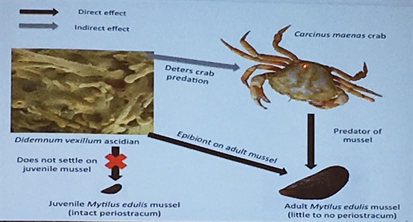 Epibionts alter the dynamics between crabs and juvenile and adult mussels.